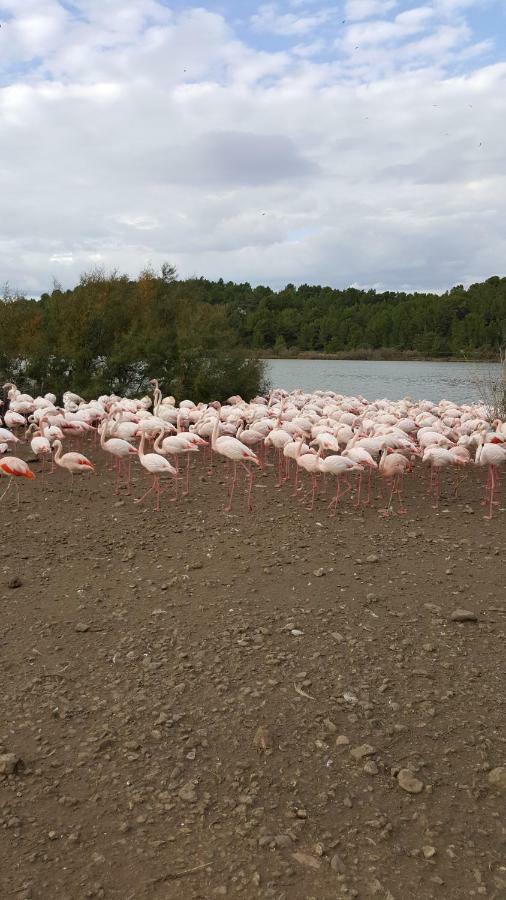 Appartement Le Flamant Rose Port-la-Nouvelle Exteriér fotografie
